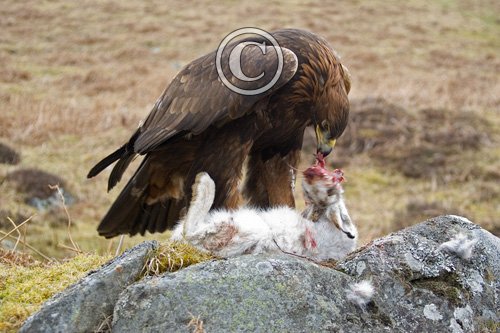 Golden Eagle DM0435